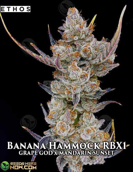 Ethos Genetics Banana Hammock Rbx1 Feminized 10 Pack Seeds Here Now,Chicken Thigh Recipes Indian